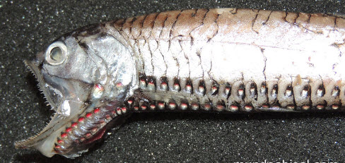 Gonostoma denudatum_04.jpg